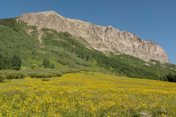Jaynes Gallery 아티스트의 USA-Colorado-Gunnison National Forest Mule-ears flowers in field below Gothic Mountain작품입니다.